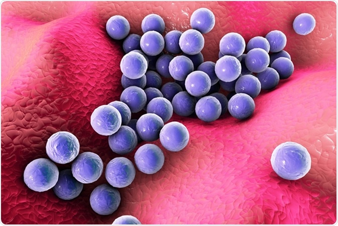 Bacteria Staphylococcus aureus on the surface of skin or mucous membrane, 3D illustration. Image Credit: Kateryna Kon / Shutterstock