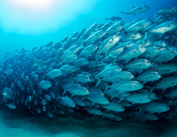 Fish Size and Climate Change: Study Refutes Gill Oxygen Limitation Theory