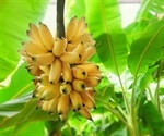 Fungus can be used for biological control of banana borers and Fusarium wilt