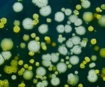 Chemists develop new technology for monitoring the health of algae crops