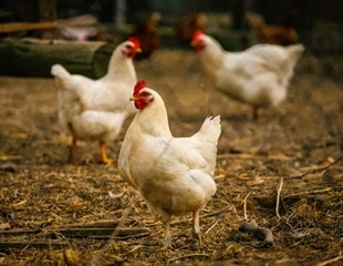 Gene-Edited Chickens in Fight Against Bird Flu