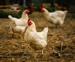 Gene-Edited Chickens in Fight Against Bird Flu