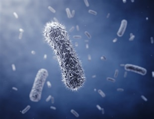 Do Host Social Interactions Influence Gut Bacteria Evolution?