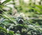 Study highlights a giant carbon footprint due to insatiable demand for cannabis