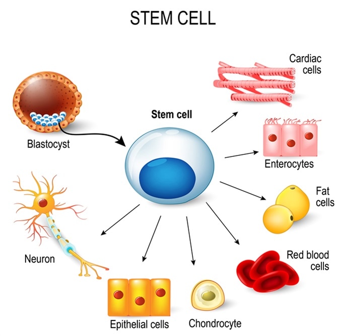 Stem cells. These inner cell mass from a blastocyst. Image Credit: Designua / Shutterstock