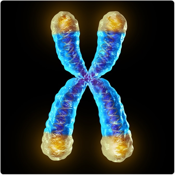 Telomere length medical concept and telomeres located on the end caps of a chromosome resulting in aging by damaging DNA or protection resulting in living longer or longevity as a 3D illustration. Image Credit: Lightspring