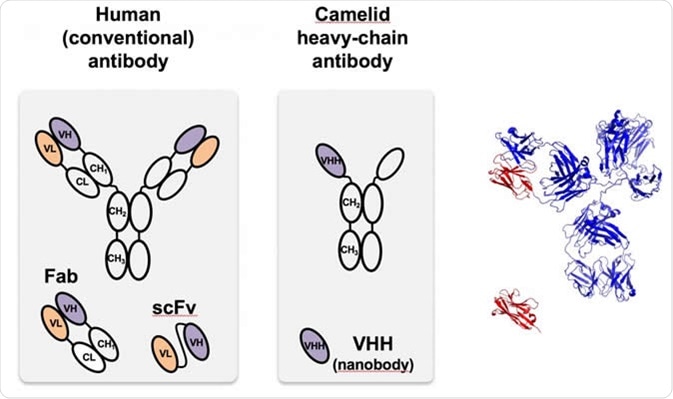The camelid nanobody (center), first identified in camels, is a heavy-chain antibody that is much smaller and easier to program than antibodies found in most organisms, including humans, like that at left. At right, the monomeric camelid (red) is compared with the structure of the full-sized human antibody. VHH is a nanobody designed to target green fluorescent proteins used in proof-of-principle tests at Rice. Image Credit: Segatori Research Group/Rice University