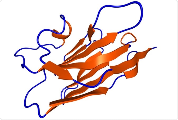 Nanobody protein therapeutic molecule. Nanobodies are small antibodies found in camels, dromedaries and llamas. - Illustration Credit: molekuul_be / Shutterstock