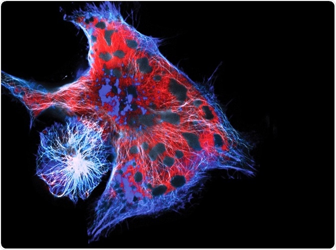 Cell migration under confocal microscope