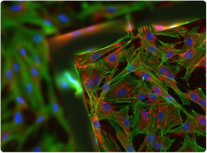 Mammalian cells under fluorescent microscope
