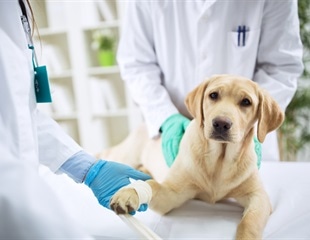 Solving the Dog Epigenome with INTEGRA Biosciences’ Vacuum Aspirations Systems