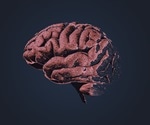 Study validates new pharmacological target for Alzheimer’s disease