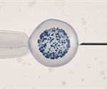 Bulls Guide Research into Male Fertility Genetics