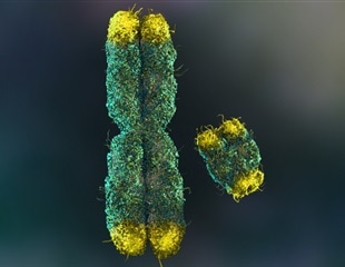 Telomerase's Double-Edged Sword: Preventing DNA Repair Mishaps