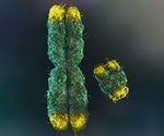 Telomere length decreases most rapidly from birth to age 3, shows study