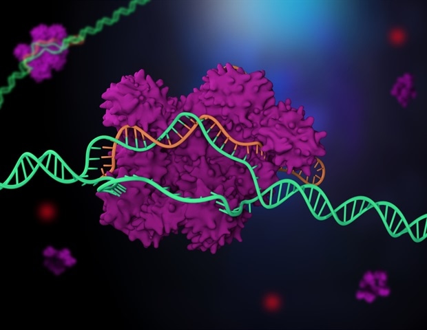 Researchers understand the processes that affect the efficiency of the CRISPR method