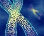 Study addresses mystery of how chromosomes are inherited during cell division