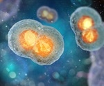 Study discovers a molecular mechanism that confers special physical properties to chromosomes in dividing human cells