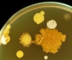 Fragile Symbiosis Between Fungus and Bacteria Revealed
