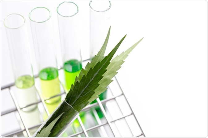 Analysis of Cannabis in laboratory. Image Credit: Rattiya Thongdumhyu / Shutterstock