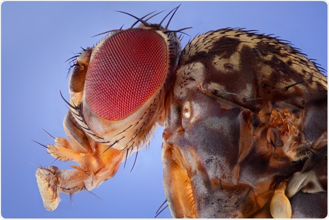 Image showed the Fruit Fly, Drosophila melanogaster. Photograph from the side showing the head and torso. Image Credit: Ireneusz Waledzik / Shutterstock