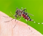 Zika virus infection during pregnancy can cause severe abnormalities in the fetus
