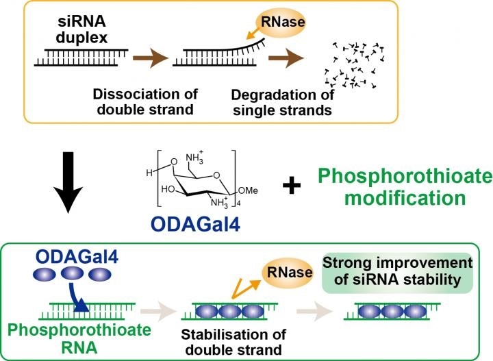 Researchers develop a new method for siRNA stabilization