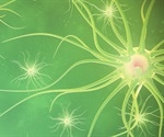 Researchers identify specific neurons that may contribute to epileptic seizures