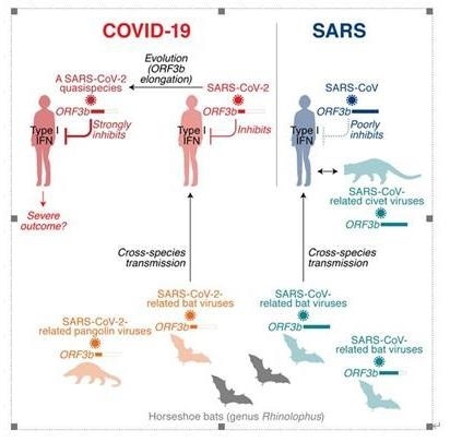 Scientists identify molecular mechanisms of IFN responses in COVID-19 disease