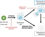 The Removal of Senescent Cells to Improve Organ Function