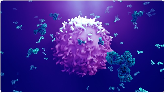 Antibodies attacking cancer cell
