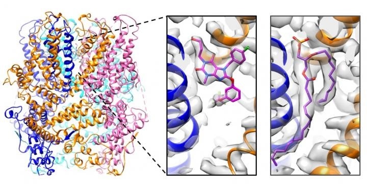 Study shows how drug-like small molecules regulate the activity of ion channels