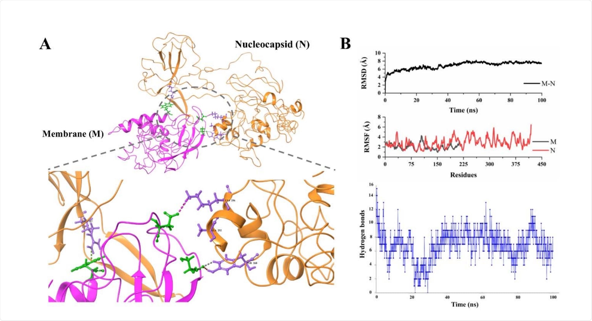 Protein-protein docking of M and N proteins structure models.