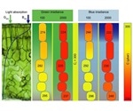 Researcher creates “leaf profile” of components involved in CO2 journey
