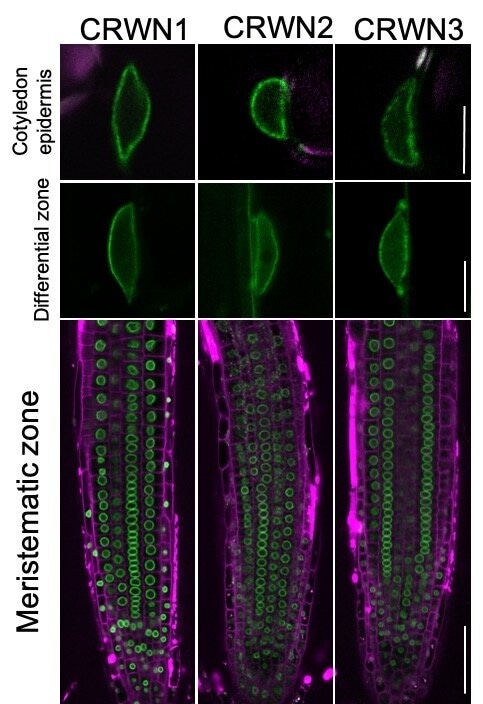 Architecture of cell nucleus can change gene activity in plants