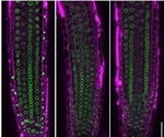 Architecture of cell nucleus can change gene activity in plants