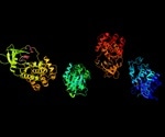 Study sheds new light on key protein implicated in tumor development