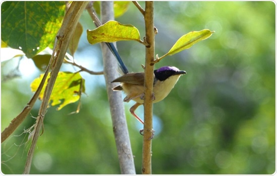 Wild purple-crowned fairy-wren may hold the key to better understanding immune function