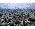 Coastal protection provided by coral reefs will erode by end of century