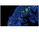 Specific cellular pathways in the fetal gut may reactivate Crohn’s Disease