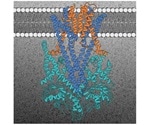 Study determines 3D structure of molecular machine involved in placement of key proteins