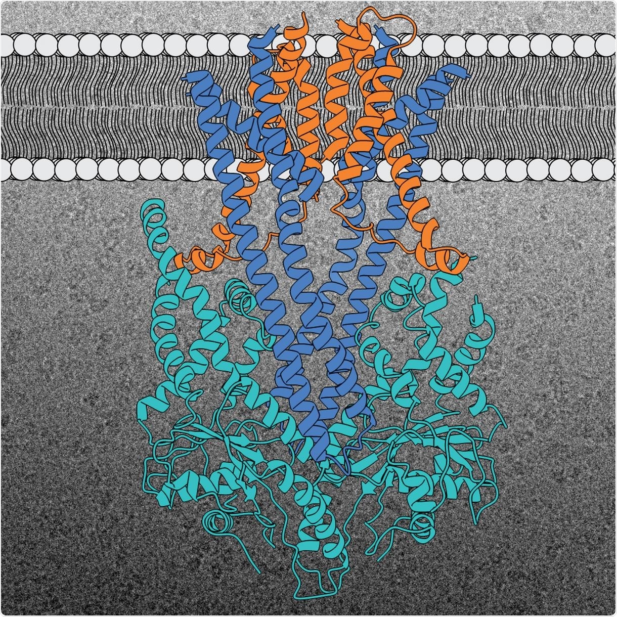 Researchers determine 3D structure of molecular machine involved in placement of key proteins