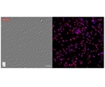 Researchers use novel technique to visualize unlabelled live cells