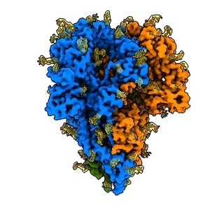 Scientists observe detailed images of spike proteins in coronavirus
