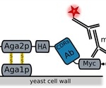 Developing Antibodies Using Yeast