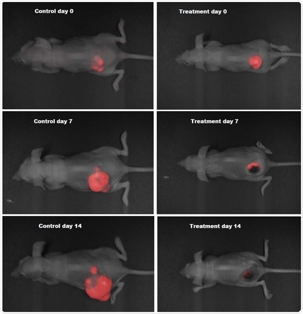 RFP orthotopic tumors in nude mice imaged over a period of two weeks using Analytik-Jena iBox® Scientia small animal imaging system.