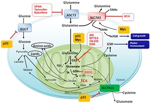 Glutamine and the metabolism of other amino acids as targets for cancer therapy. (Int J Mol Sci 2015;16:22830–22855; doi:10.3390/ijms160922830).