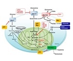 Examining Amino Acids in Neuroscience and Cancer Metabolism Research