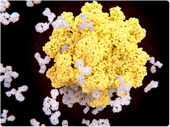 Antibodies attacking virus