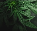 Detection of Cannabis in the Body